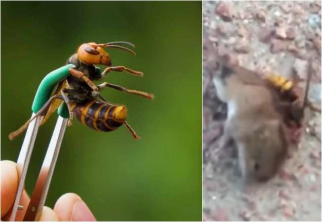 Imagem da noticia Vídeo mostra vespa "assassina" matando rato em menos de um minuto