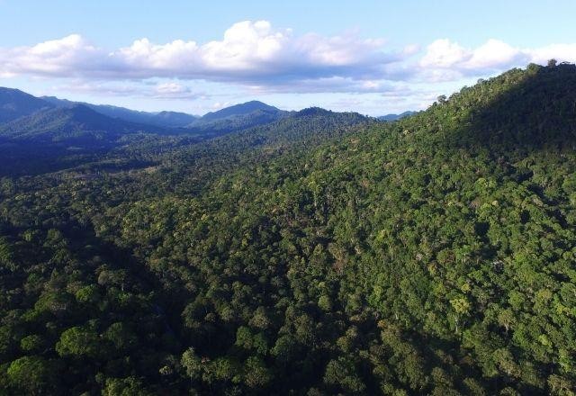 Imagem da noticia Mata Atlântica possui preservação de apenas 25,8%, aponta MapBiomas