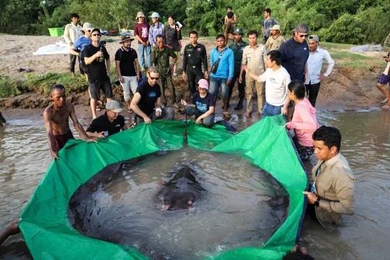Imagem da noticia Maior peixe de água doce do mundo é pescado na Camboja