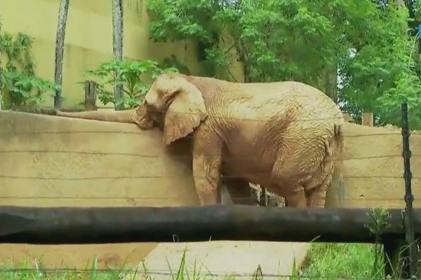 Imagem da noticia Zoológico de São Paulo, Zoo Safári e Jardim Botânico são reabertos