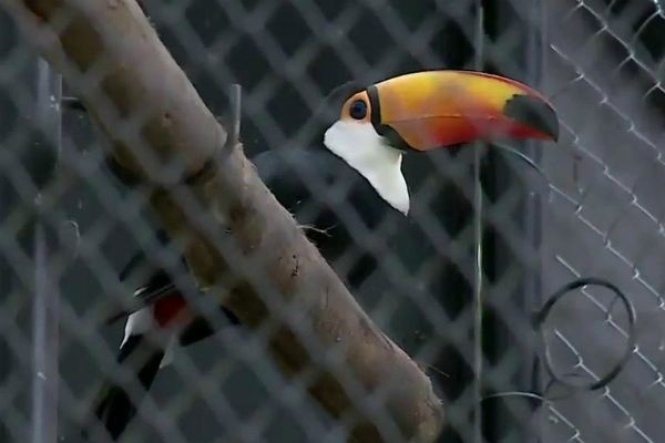 Zoológico do Rio de Janeiro reabre após reforma