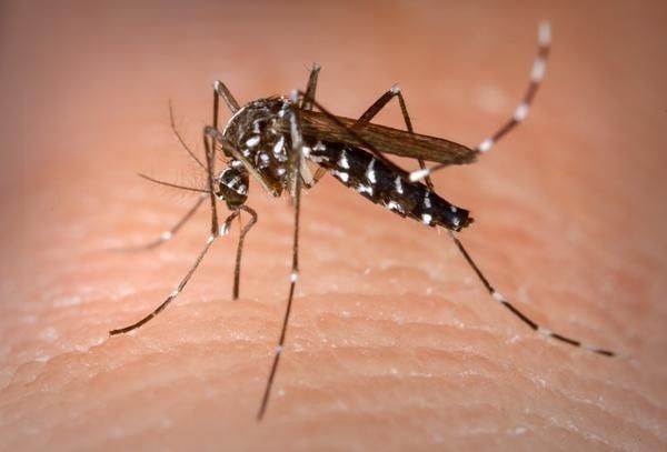 Imagem da noticia Com 16 mil casos, Distrito Federal decreta emergência por surto de dengue