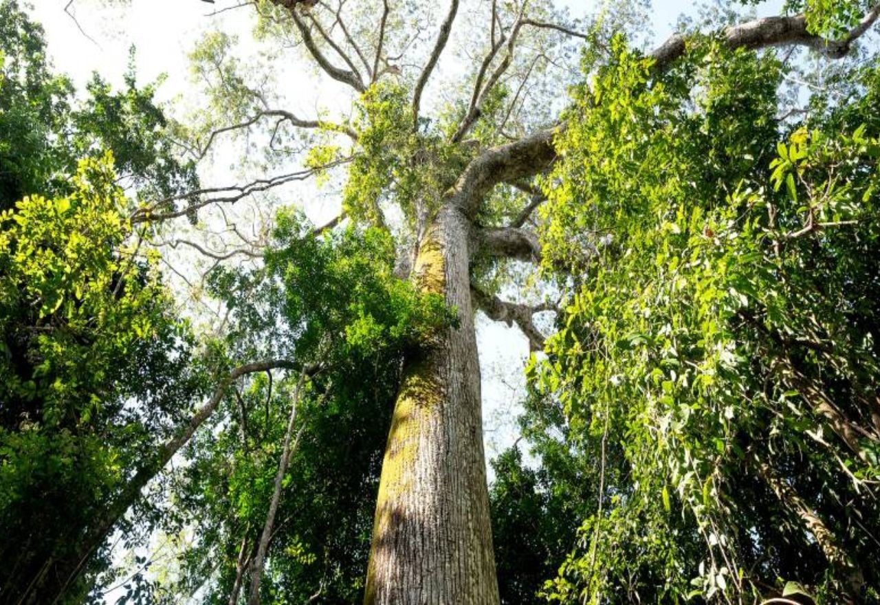 Imagem da noticia Dia da Amazônia: conheça mitos e verdades sobre a Floresta Amazônica