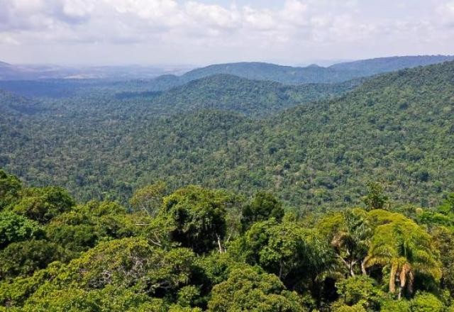 Imagem da noticia Projeto de reflorestamento no Médio Xingu recupera 2,4 mil hectares de floresta amazônica