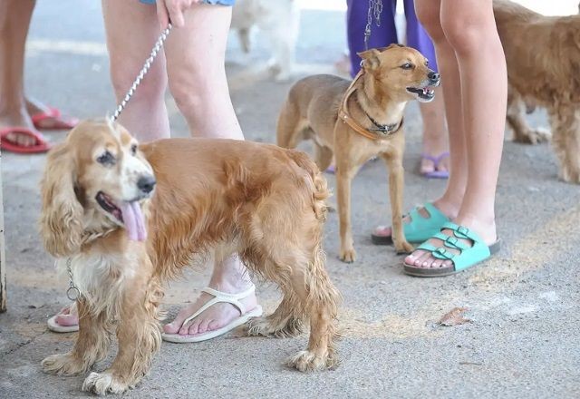 Imagem da noticia Senado aprova projeto para criar cadastro nacional de animais domésticos