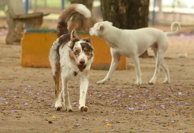 Imagem da noticia CCJ do Senado aprova projeto que autoriza criação do Cadastro Nacional de Animais Domésticos