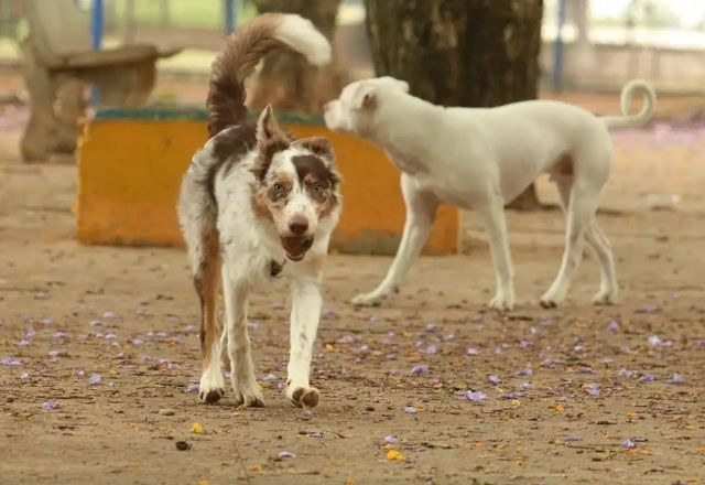 CCJ do Senado aprova projeto que autoriza criação do Cadastro Nacional de Animais Domésticos