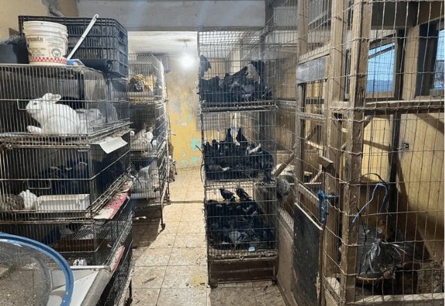 Imagem da noticia Polícia Federal faz operação contra comércio ilegal de animais em São Paulo