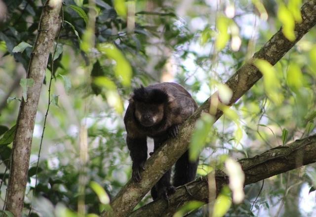 Imagem da noticia Mata Atlântica é o bioma brasileiro com mais espécies ameaçadas de extinção
