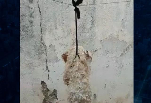 Imagem da noticia Cachorro é pendurado em varal em caso de maus-tratos