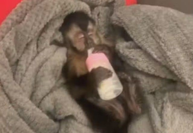 Imagem da noticia Macaca Anne: Justiça do DF manda Ibama devolver animal para família que a criava como bebê
