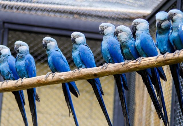 Imagem da noticia Ararinhas-azuis ganham espaço de visitação no Zoológico de SP