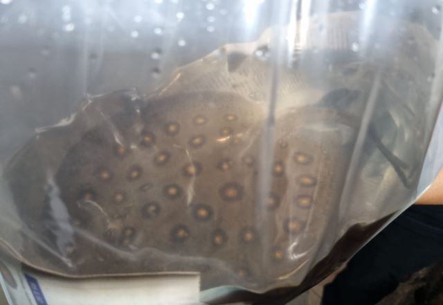 Imagem da noticia Mulher é presa pela PF em aeroporto com 12 arraias raras vivas 