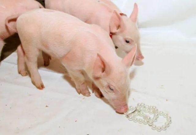 Imagem da noticia O que as pérolas, os porcos, os cães e a arte de discernir têm em comum?
