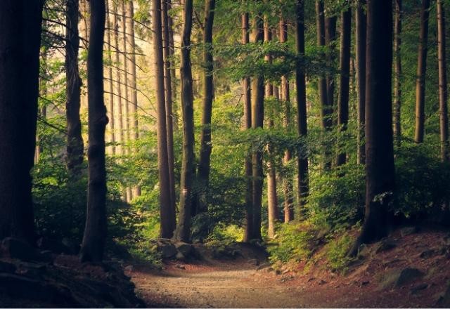 Imagem da noticia Crise climática: EUA vão plantar 1 bilhão de árvores