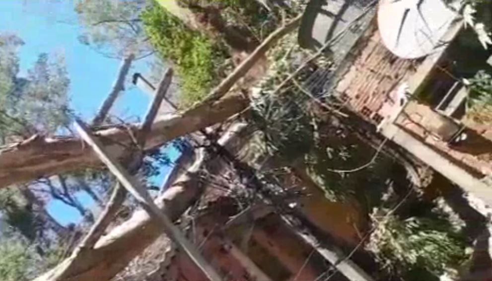 Imagem da noticia Árvore cai e deixa duas pessoas feridas no ABC Paulista