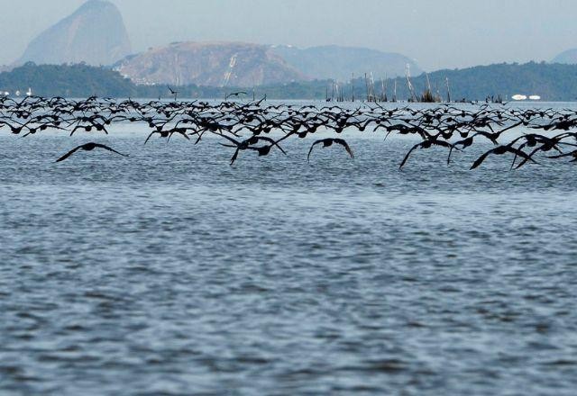 Imagem da noticia Sobe para 30 número de focos de gripe aviária em animais silvestres no Brasil