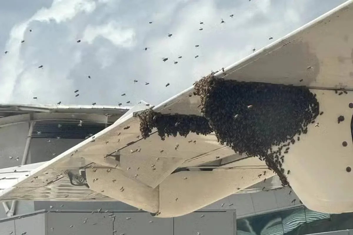 Imagem da noticia Abelhas impedem desembarque de passageiros no aeroporto de Natal 