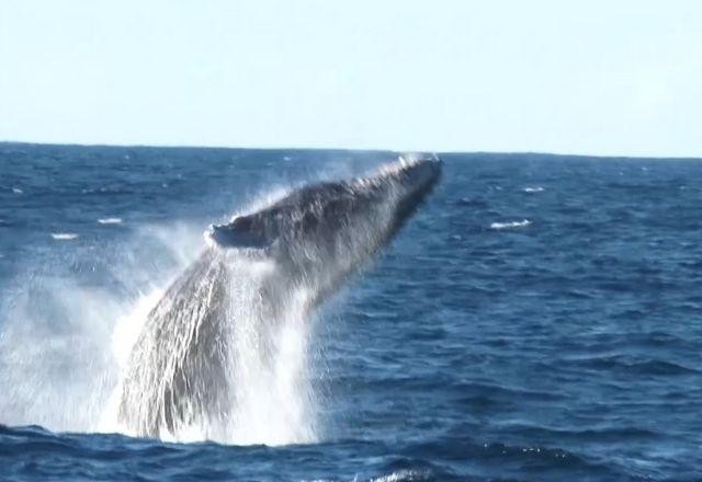 Baleias Jubarte dão show no litoral brasileiro