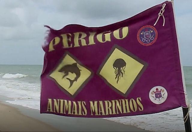 Imagem da noticia Após ataques, governo de Pernambuco voltará a monitorar tubarões em alto mar