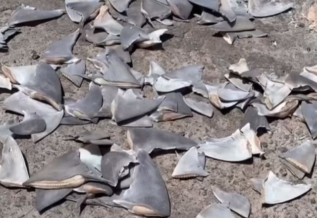 Imagem da noticia Centenas de barbatanas de tubarões-martelo são encontradas em porto no Maranhão