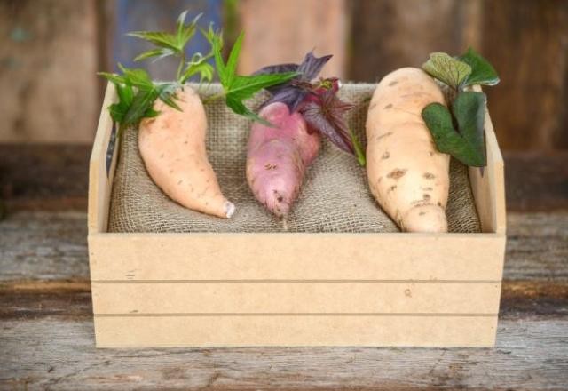 Imagem da noticia Cientistas desenvolvem batata-doce com 50% a mais de vitamina A