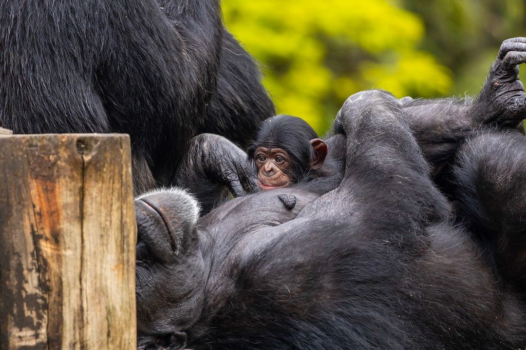 Imagem da noticia Bebê chimpanzé nasce em SP e zoológico pede ajuda para batizar animal; veja fotos