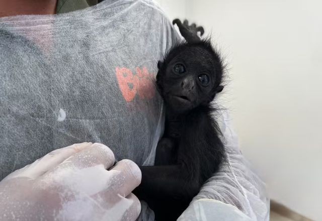 Imagem da noticia Filhote de macaco-aranha ameaçado de extinção ganha nome no Rio
