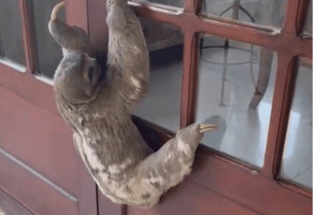 Bicho-preguiça invade condomínio no Rio e escala porta de uma das casas; veja vídeo