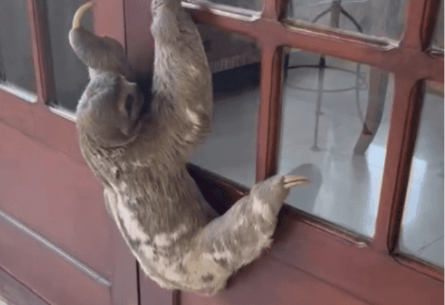 Imagem da noticia Bicho-preguiça invade condomínio no Rio e escala porta de uma das casas; veja vídeo