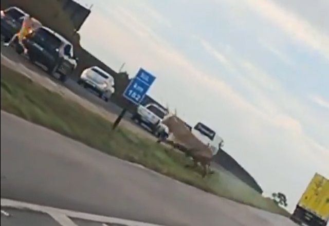 VÍDEO: Com medo de blitz, homem solta boi em rodovia de SC 