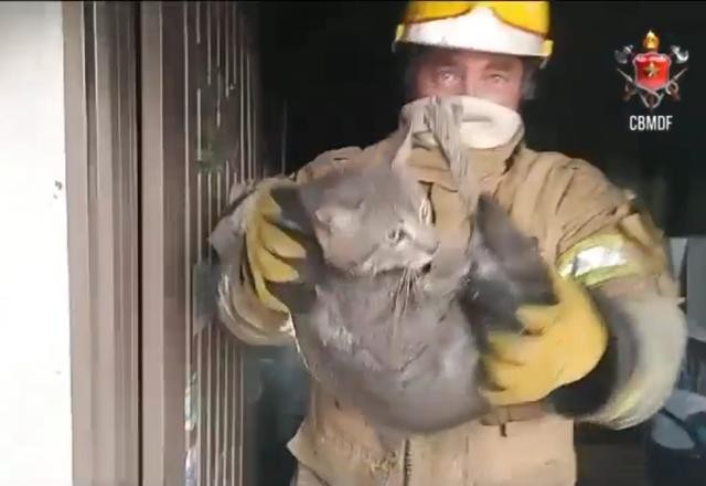 Imagem da noticia Bombeiros resgatam gatinhos de apartamento em chamas no DF
