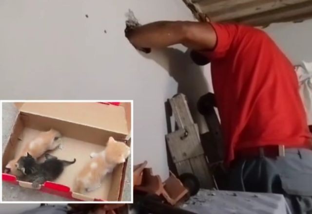 Imagem da noticia Bombeiros salvam filhotes de gato presos em vão de uma casa na Grande São Paulo
