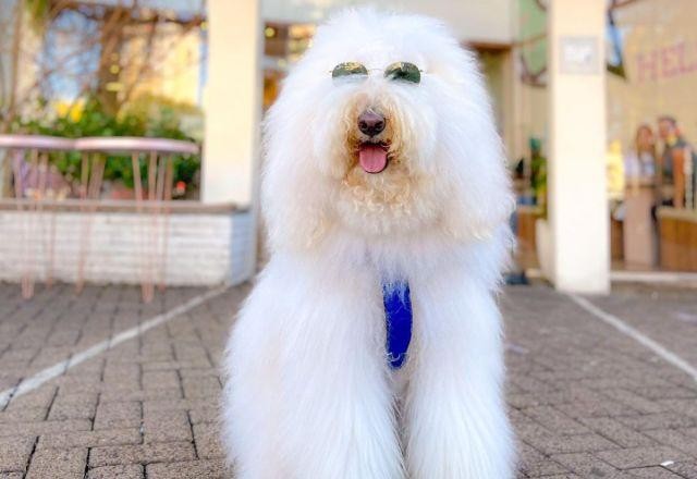 Cachorro gigante de Chapecó (SC) é sucesso nas redes sociais