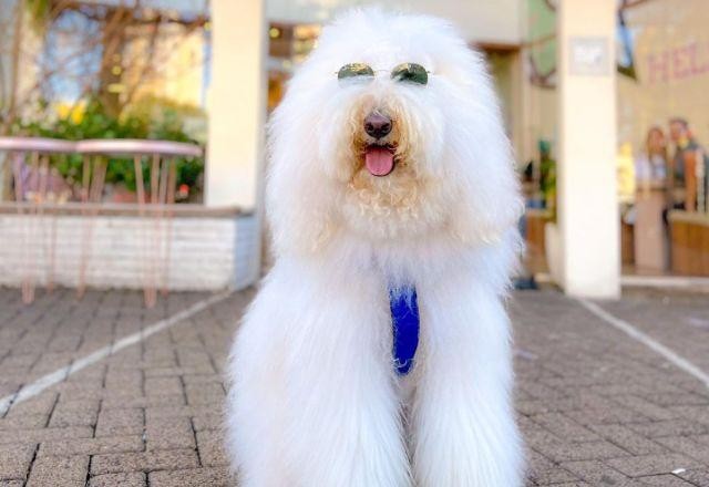 Imagem da noticia Cachorro gigante de Chapecó (SC) é sucesso nas redes sociais