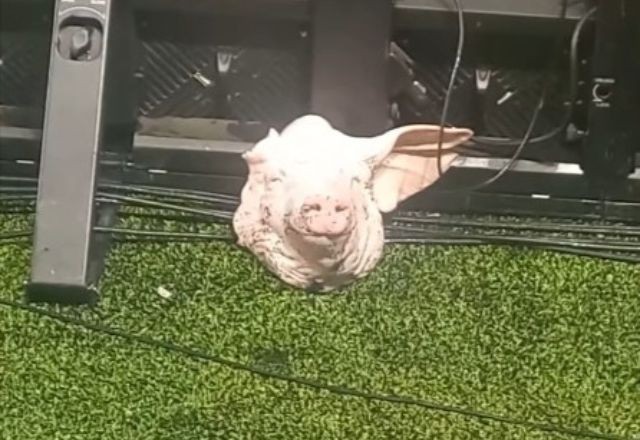 Imagem da noticia "Brincadeira sadia", diz torcedor que arremessou cabeça de porco para dentro de estádio