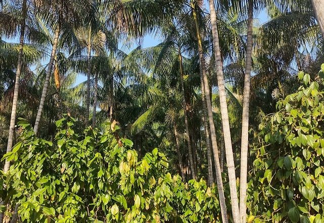 Imagem da noticia Conheça agroflorestas que produzem cacau e açaí no Pará