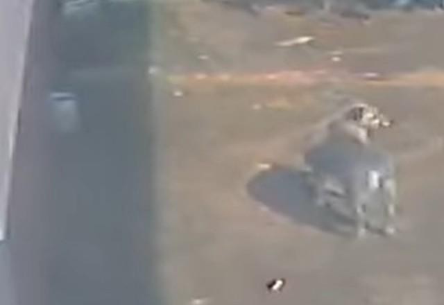 Imagem da noticia Vídeo: Cachorro é flagrado "roubando" pote de ração no Paraná