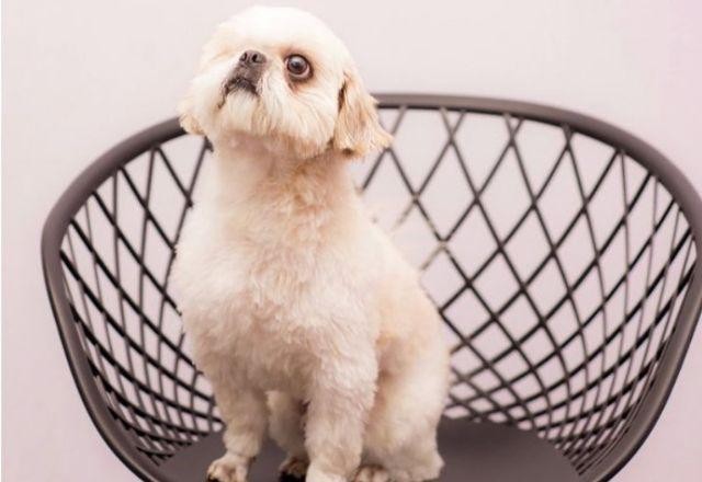 Imagem da noticia OAB-MG nomeia cachorro como diretor de comissão de direito dos animais