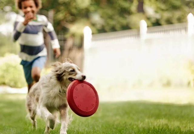 Imagem da noticia Brincar com cães ajuda a reduzir estresse e melhorar estabilidade emocional, diz estudo
