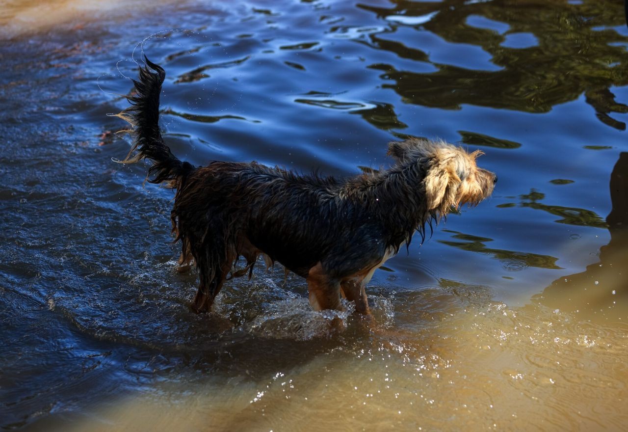 PF resgatou pelo menos 200 animais ilhados pelas enchentes no Rio Grande do Sul