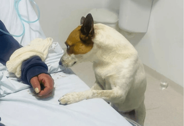 Imagem da noticia Cachorro acompanha tutora durante atendimento em UPA e emociona equipe em SC