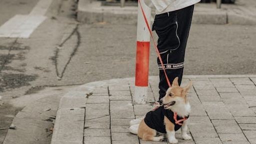 Imagem da noticia Tutores de cachorros viram alvo de criminosos durante passeios em SP
