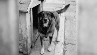 Polícia pede apreensão de passaporte de adolescente investigado pela morte do cão Orelha