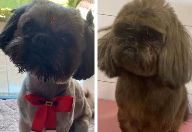 Imagem da noticia Cachorro furtado teve os pelos tingidos com tinta de cabelo para ocultar crime em SC