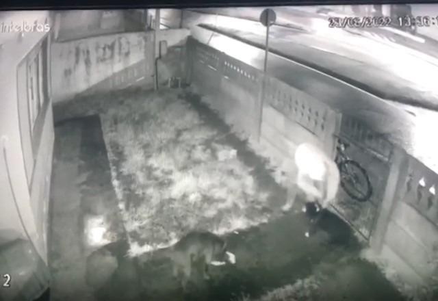 Imagem da noticia Criminoso invade casa e rouba cachorro da raça american bully; assista