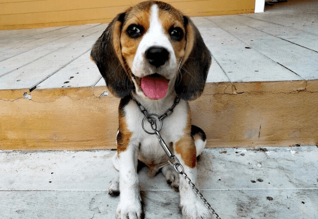 Imagem da noticia Alesp aprova multa de até R$ 37 mil para quem acorrentar cães ou gatos