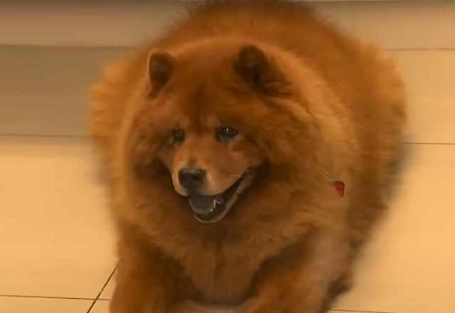 Imagem da noticia Confira como cuidar bem de um pet idoso