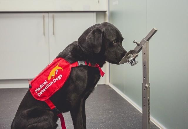 Imagem da noticia Especialistas explicam como cães podem identificar casos da covid-19