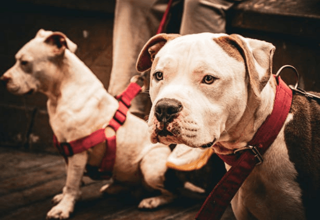 Imagem da noticia Adestramento ajuda a prevenir ataques de cães e reduz riscos para tutores e população